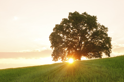 photo d'un arbre avec un rayon de soleil